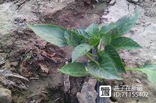 8月定植的秋延辣椒缓苗慢，小老苗较多？这4种方法，缩短缓苗期