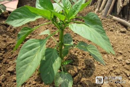 8月定植的秋延辣椒缓苗慢，小老苗较多？这4种方法，缩短缓苗期