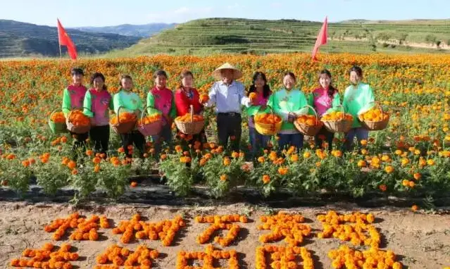 松树万寿菊，开出幸福花—记左李村发展万寿菊产业的致富路