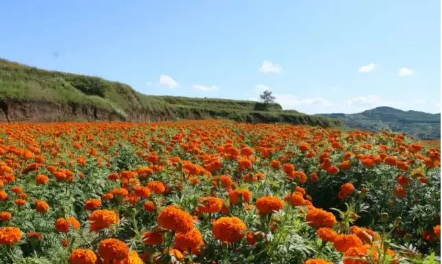 松树蕈可以种植吗_种植松树经济效益_松树种植致富