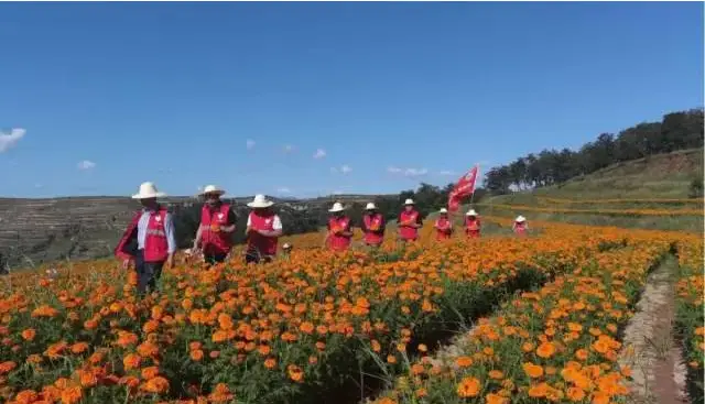 种植松树经济效益_松树蕈可以种植吗_松树种植致富