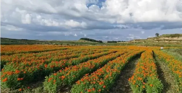 种植松树经济效益_松树种植致富_松树蕈可以种植吗