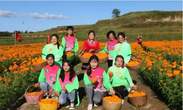 松树种植致富_松树蕈可以种植吗_种植松树经济效益