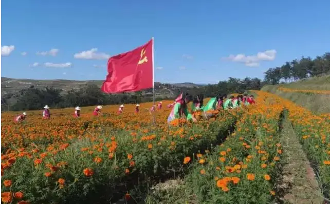 松树蕈可以种植吗_种植松树经济效益_松树种植致富