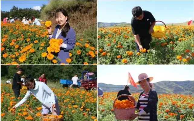 种植松树经济效益_松树蕈可以种植吗_松树种植致富