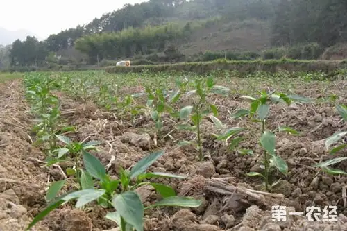 辣椒种植：辣椒大田栽培管理技术