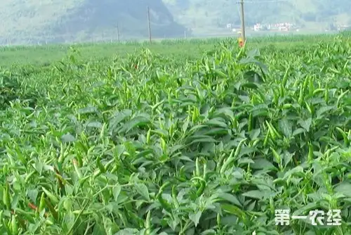 秋季青椒种植技术要点_秋季青椒种植技术与管理_青椒秋季种植技术