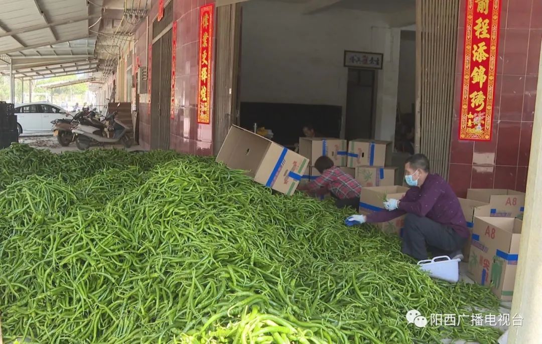 致富辣椒种植技术_致富辣椒种植技术视频教程_致富经辣椒种植视频