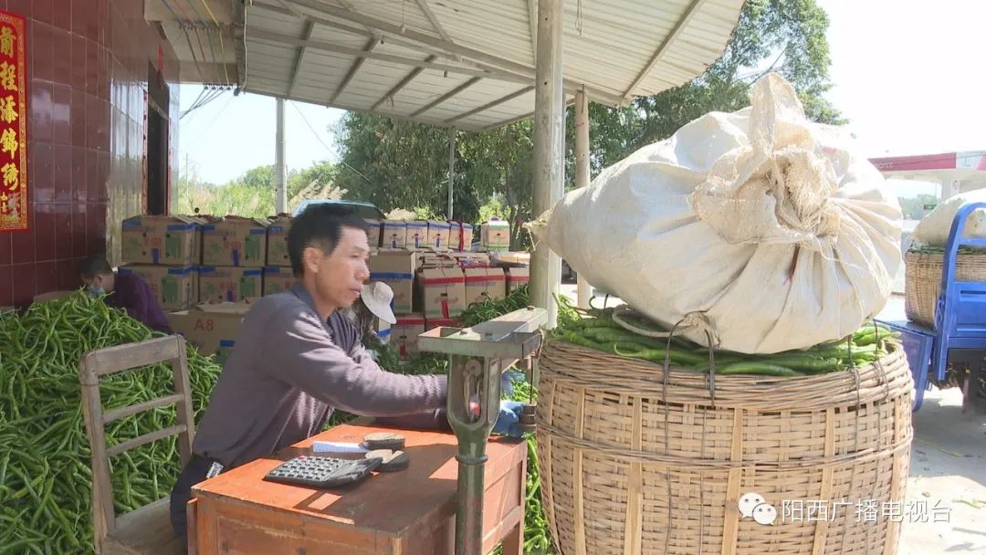 致富辣椒种植技术视频教程_致富经辣椒种植视频_致富辣椒种植技术