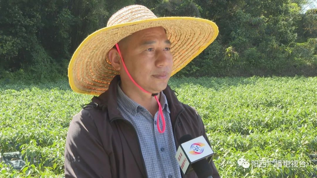 致富辣椒种植技术_致富辣椒种植技术视频教程_致富经辣椒种植视频