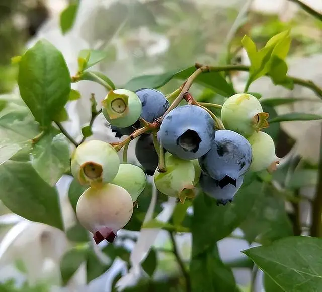 三农致富经蓝莓盆栽_每日农经蓝莓种植视频_致富盆栽三农蓝莓图片大全