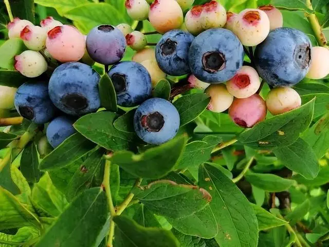 三农致富经蓝莓盆栽_每日农经蓝莓种植视频_致富盆栽三农蓝莓图片大全