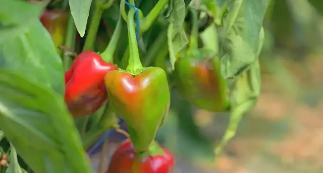 秋季大棚青椒种植技术_秋季青椒种植技术视频_青椒秋季种植技术