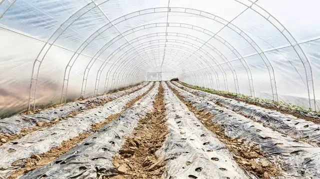 青椒秋季种植技术_秋季青椒种植技术视频_秋季大棚青椒种植技术