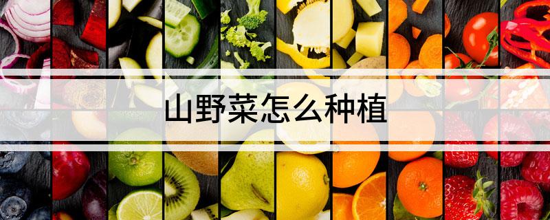 山野菜怎么种植