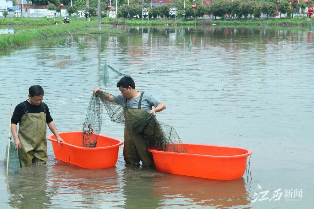 视频|念好“稻虾种养”致富经