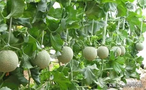 广东香瓜品种_广东香瓜种植技术_种植广东香瓜技术与管理