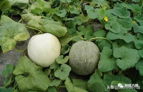 广东香瓜种植技术_广东香瓜品种_种植广东香瓜技术与管理