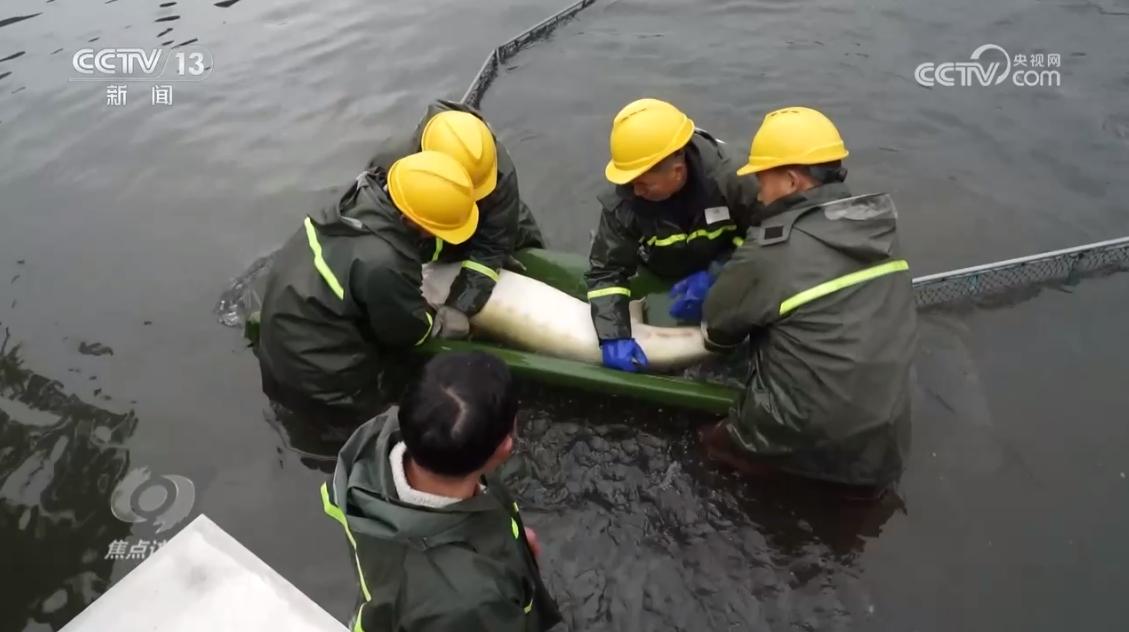 致富江河养殖鱼图片_江河鱼养殖致富_致富经水库养鱼