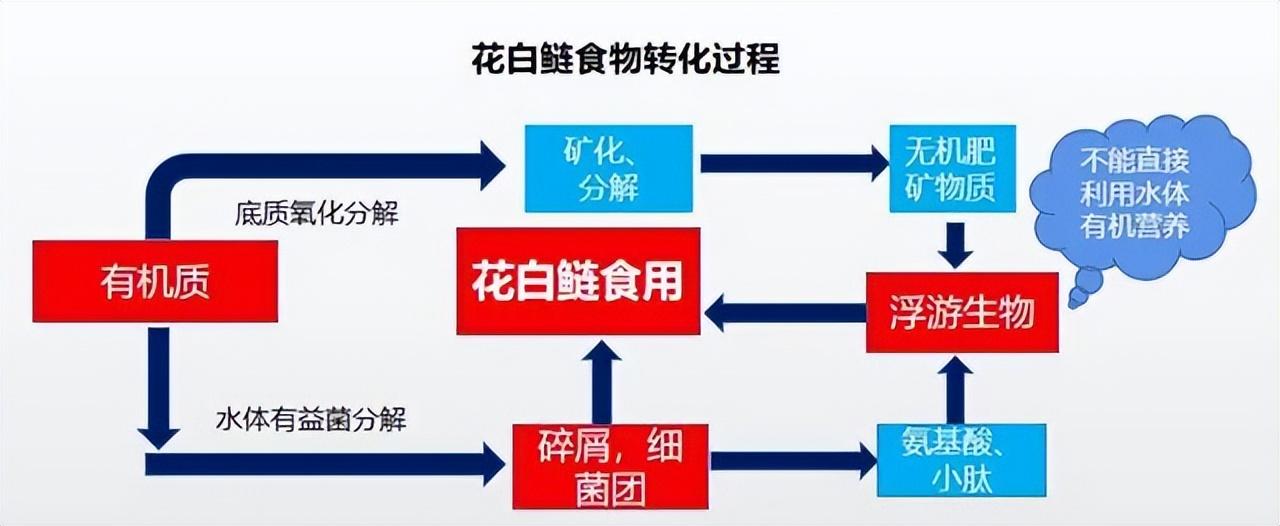 专注花白鲢增产，这个组合让每亩水面更盈利