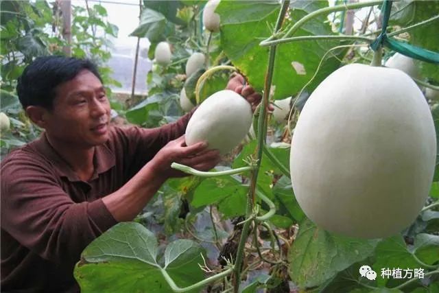 广东香瓜种植技术_种植广东香瓜技术视频_广东香瓜品种