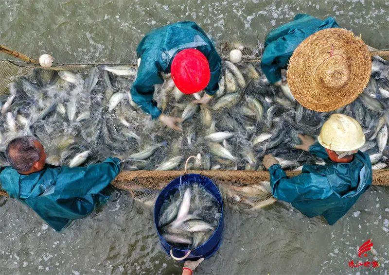 江河鱼养殖致富_致富经河道养鱼视频_致富经养殖鱼视频