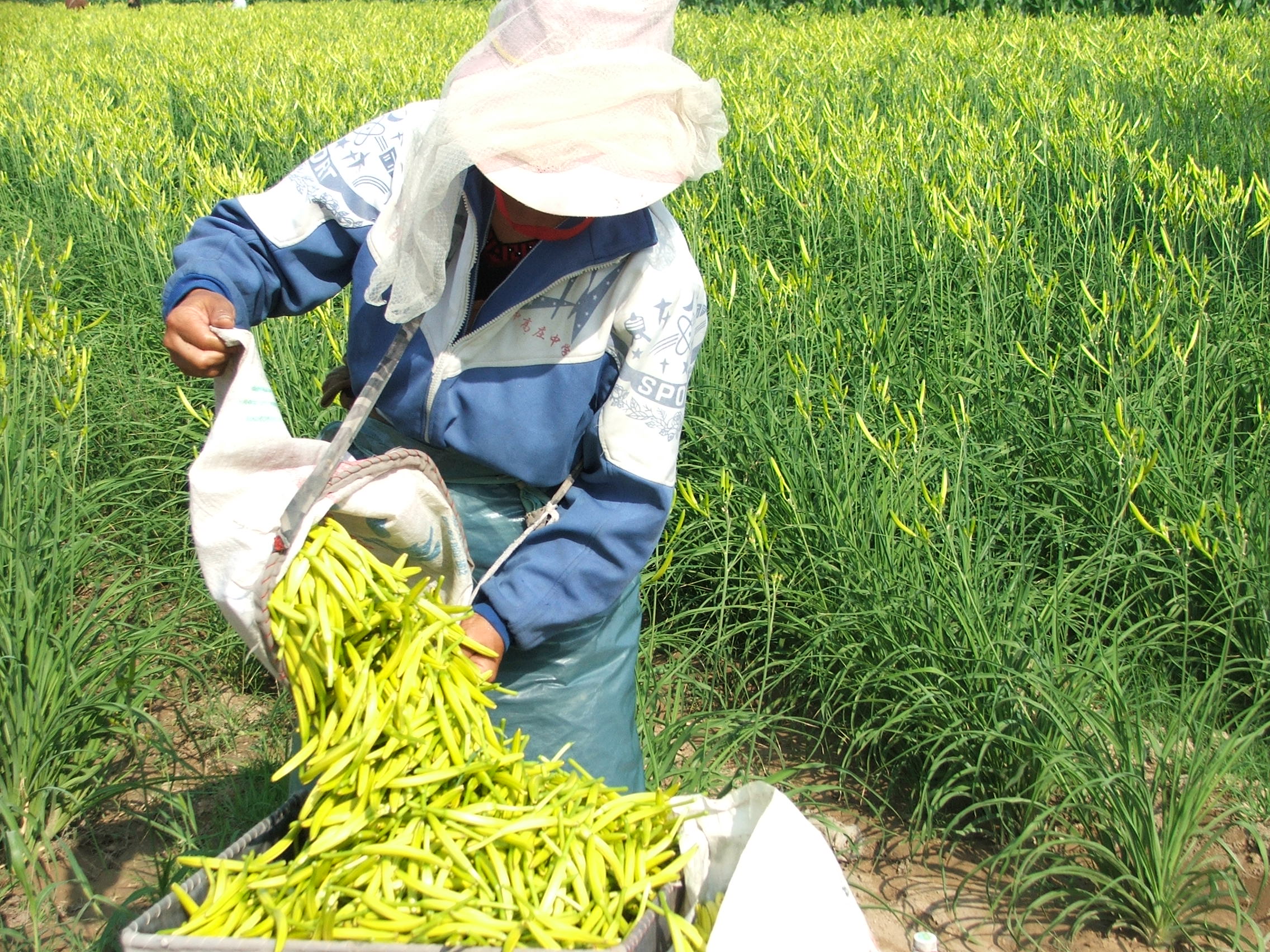 大同黄花走出中国  畅销世界