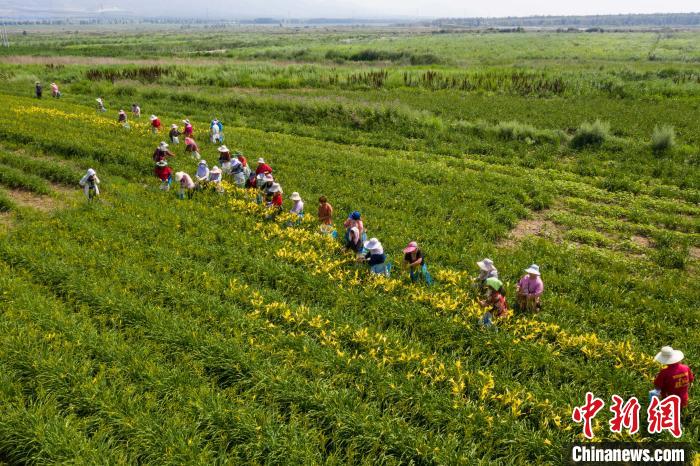 图为大同市云州区吉家庄乡的黄花地里，工人们正在采摘黄花。　武俊杰 摄