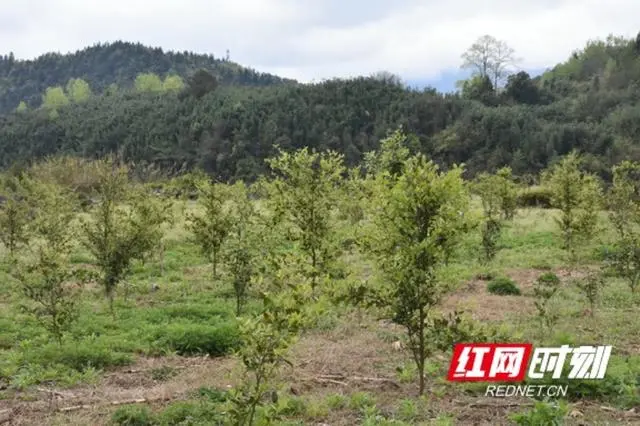 山茶树油价格_致富经油茶种植视频_致富经山油茶树