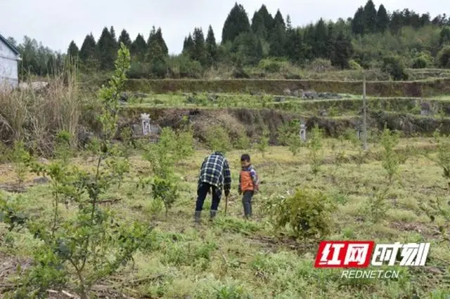 山茶树油价格_致富经山油茶树_致富经油茶种植视频