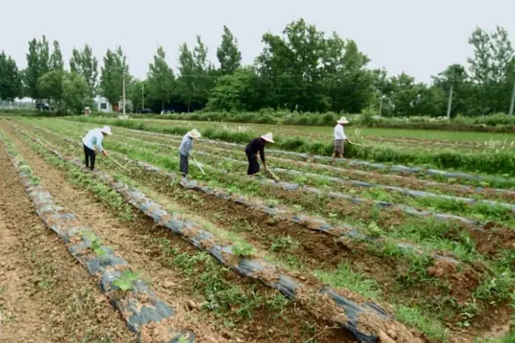 全国农技中心印发《中药材生态种植技术集成与示范推广方案》