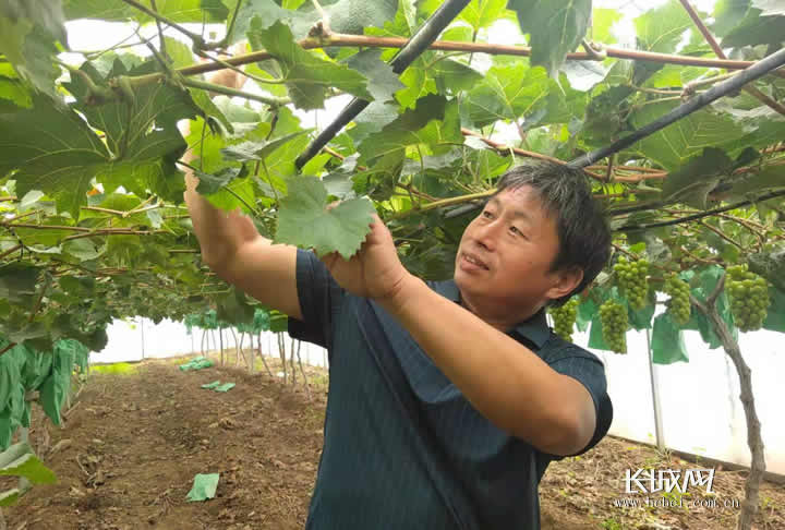 金玫瑰葡萄庄园负责人牛振平正在整理葡萄枝叶。长城网记者 陈美冉 摄