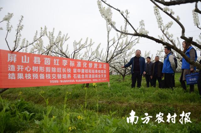 致富经葡萄种植_致富经种植葡萄视频_党员种植葡萄致富