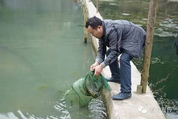 养殖泥鳅销售技术方案_泥鳅养殖技术销售_养殖泥鳅利润如何