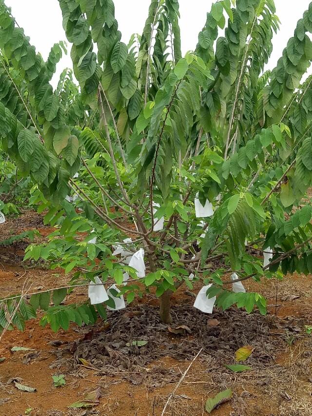 释迦果的种植技术_种植释迦果的注意事项_释迦果种植技术视频