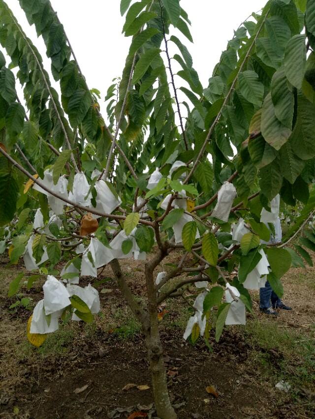 种植释迦果的注意事项_释迦果种植技术视频_释迦果的种植技术