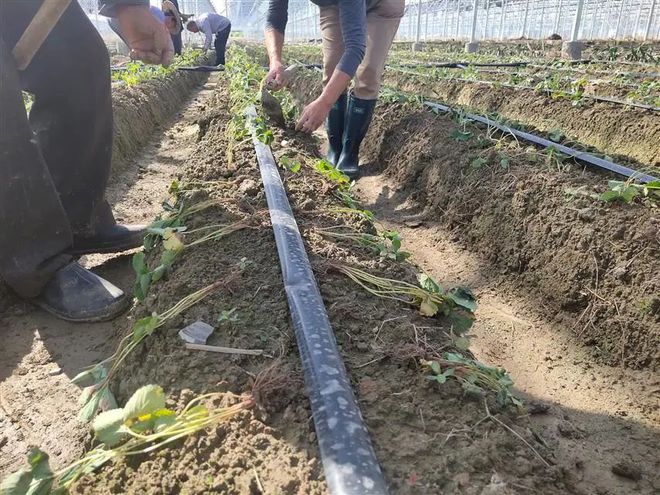 致富扶贫种植项目名称_扶贫种植致富项目_扶贫种植有什么项目