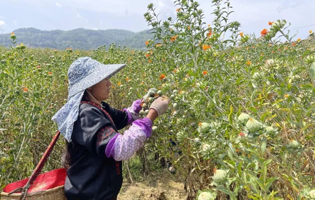 临沧种植业_临沧农业种植基地有哪些_临沧种植致富