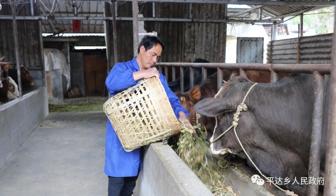 致富经牛粪发酵喂猪_牛粪喂猪用什么发酵粉_牛粪发酵饲料