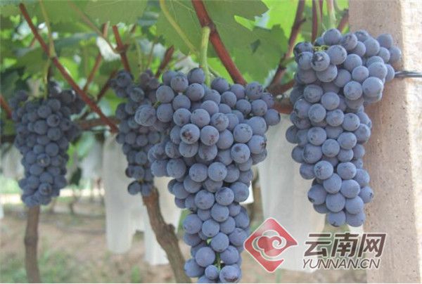致富经葡萄种植_党员种植葡萄致富_致富经种葡萄全视频