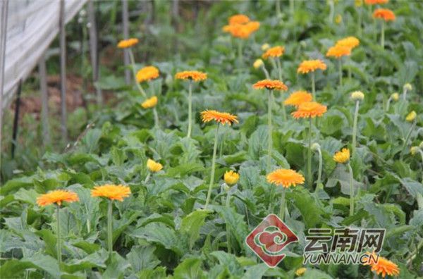 党员种植葡萄致富_致富经葡萄种植_致富经种葡萄全视频