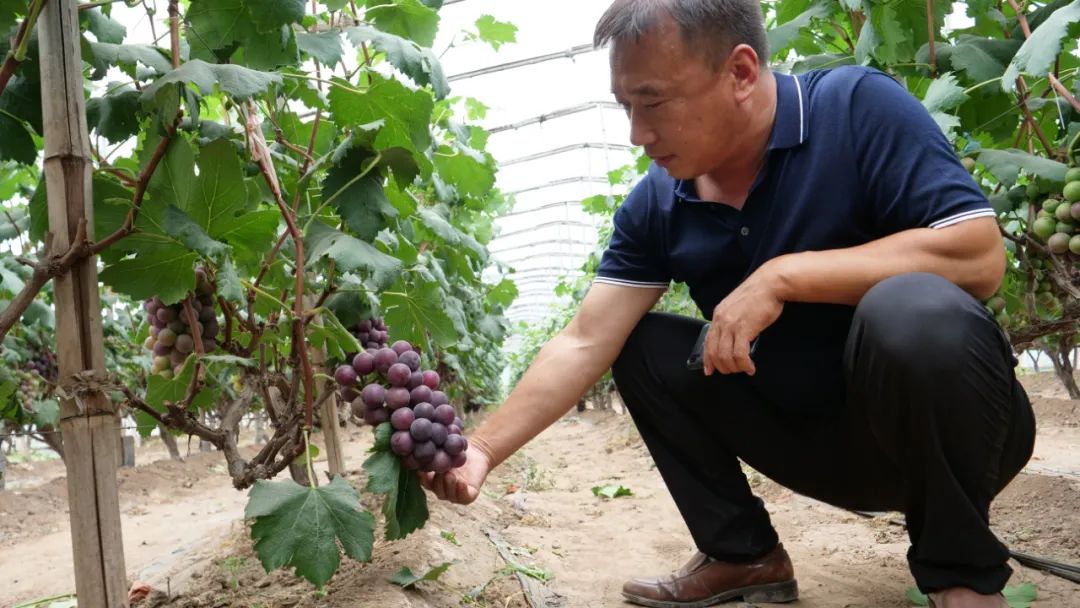 党员种植葡萄致富_致富经葡萄种植视频_致富经种葡萄全视频