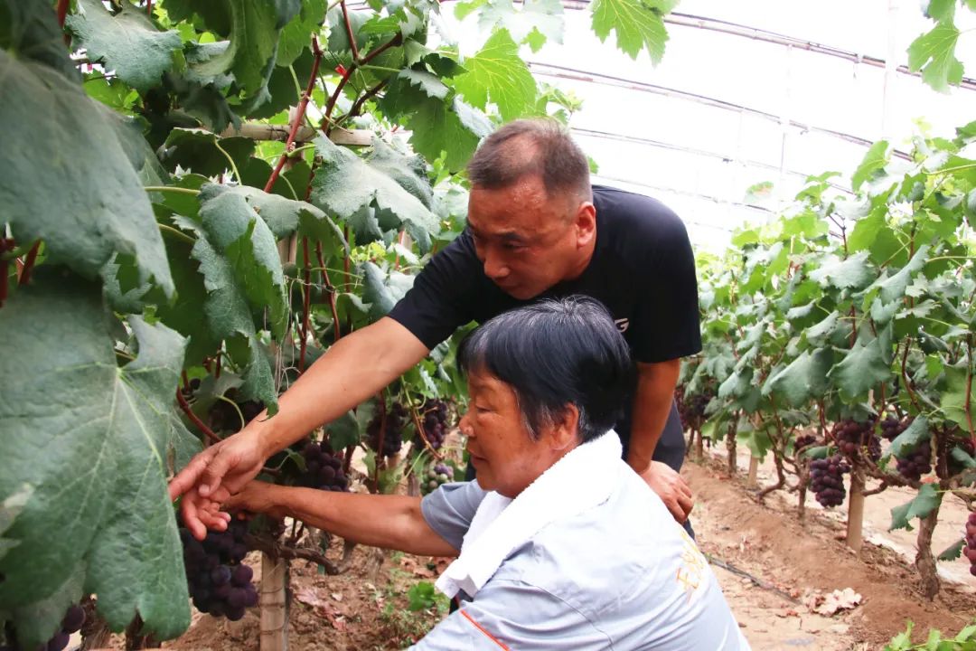 党员种植葡萄致富_致富经葡萄种植视频_致富经种葡萄全视频