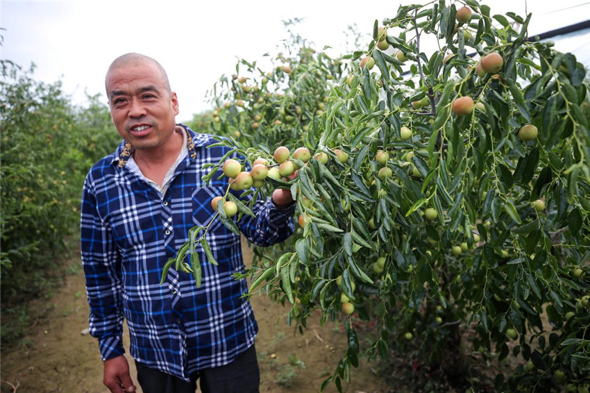 枣树大棚搭建技术_大棚枣树种植效益怎样_大棚种枣种植技术