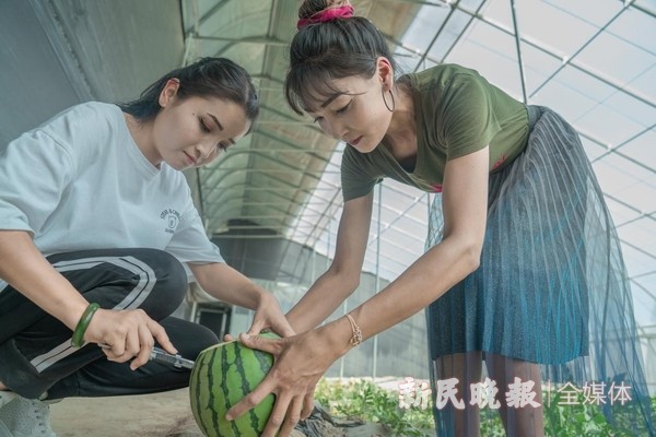 养殖小黄鸡_致富养殖黄鸡图片_致富经三黄鸡养殖