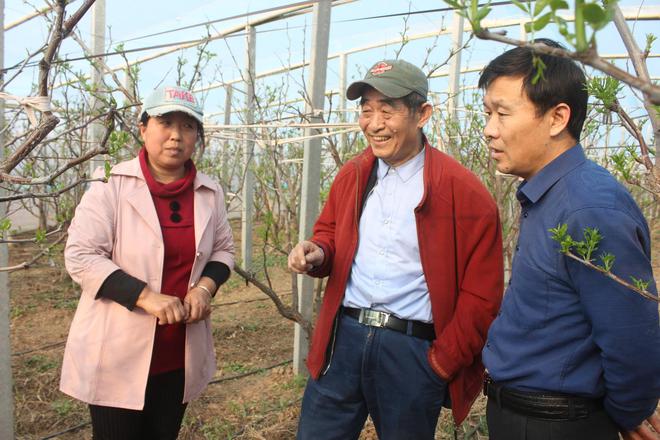 大棚种枣种植技术_枣树大棚搭建技术_枣树大棚