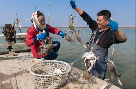 江苏养殖鱼基地_养殖江苏鱼类技术要求_江苏的鱼类养殖技术