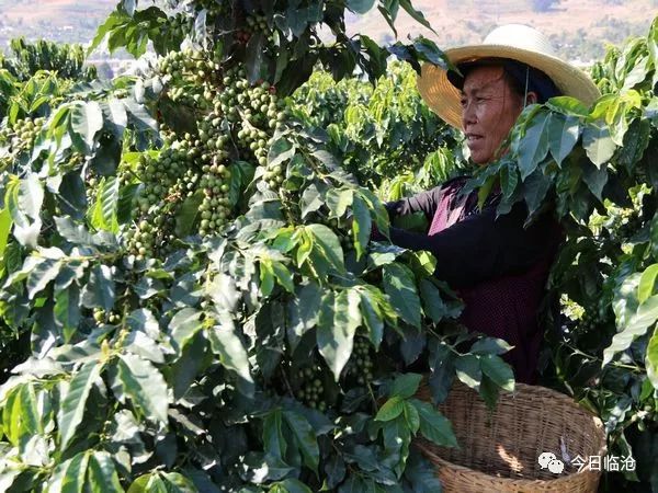 临沧种植致富_临沧农业种植基地有哪些_临沧种植结构