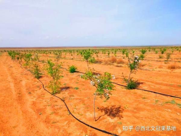 油用亚麻的种植方法_亚麻种植收益怎么样_亚麻种植致富油