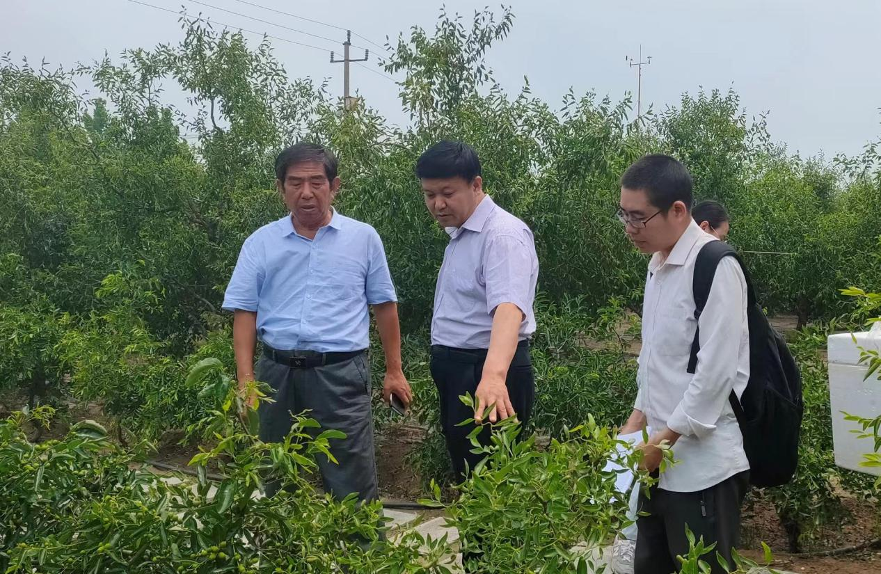 大棚种枣种植技术_枣树如何在大棚里生长_枣树大棚